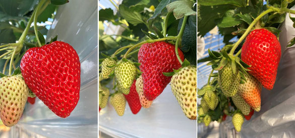 苺ファームあおき へようこそ Aoki Farm ページ 苺ファームあおき へようこそ Aoki Farm ページ
