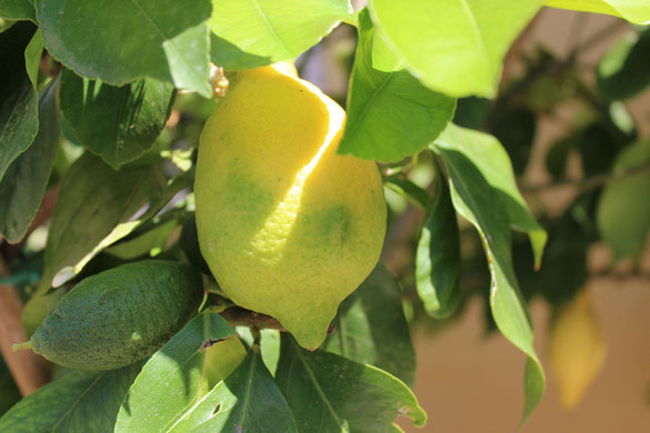 Lemon Tree