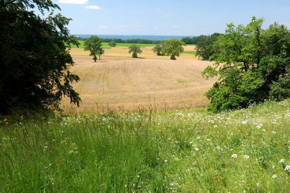 Foto: Bäreneich, Klaus Gottschaldt