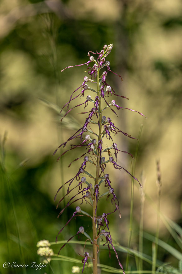 Himantoglossum adriaticum, un'orchidea non certamente frequente, oserei dire rara, e comunque protetta!