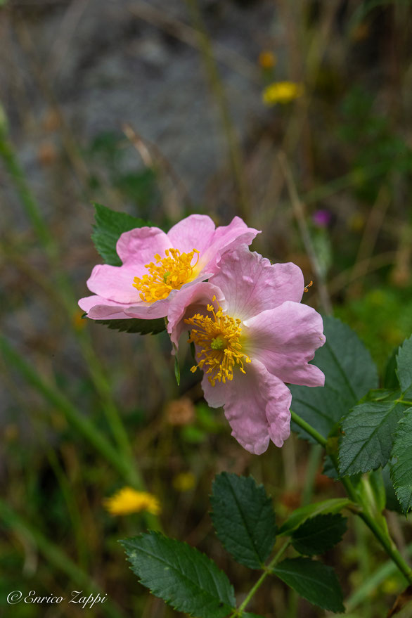 Rosa canina.