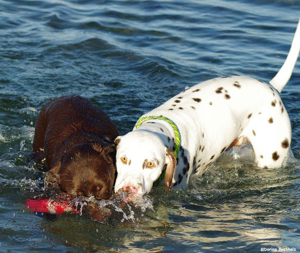 Bodo & Somora´s Juniper Dream Schönberger Strand Ostsee Oktober 2015