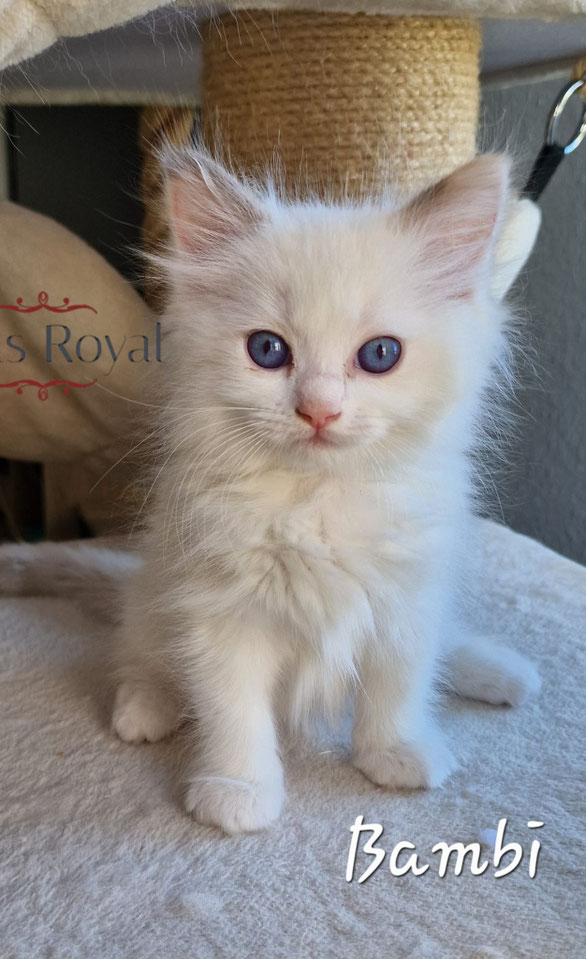 Bambi, femelle chocolat tabby bicolore