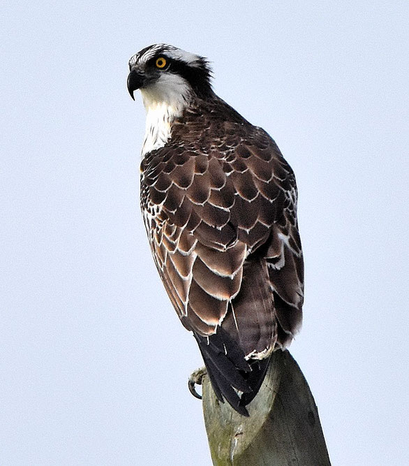 Osprey