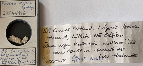 Senckenberg, Bryozoa, Bryozoen, Moostierchen, Sammlung Voigt