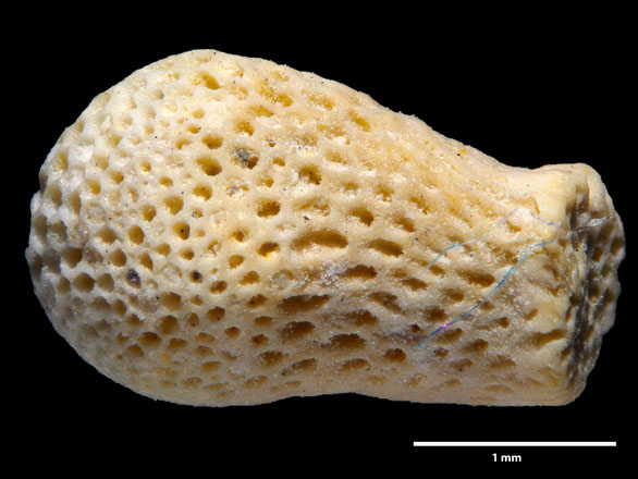 Bryozoa Art: Ceidmonea procera (Hamm 1881) aus Bryozoen Sammlung Senckenberg Frankfurt