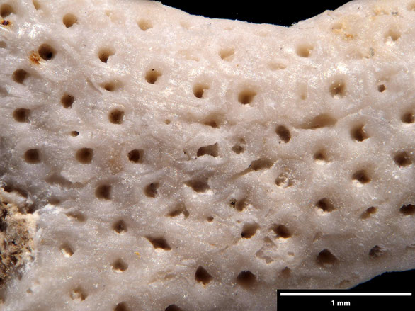 Bryozoa Art: Onychocella nysti (von Hagenow 1851) aus Bryozoen Sammlung Senckenberg Frankfurt