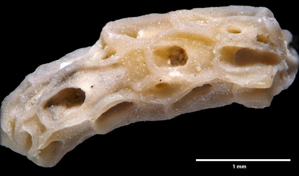 Bryozoa Art: Onychocella allas Brydone aus Bryozoen Sammlung Senckenberg Frankfurt
