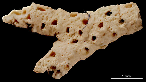 Bryozoa Art: Rotiporina lundgreni (Pergens & Meunier) aus Bryozoen Sammlung Senckenberg Frankfurt