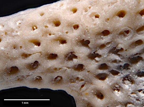 Bryozoa Art: Onychocella nysti (von Hagenow 1851) aus Bryozoen Sammlung Senckenberg Frankfurt