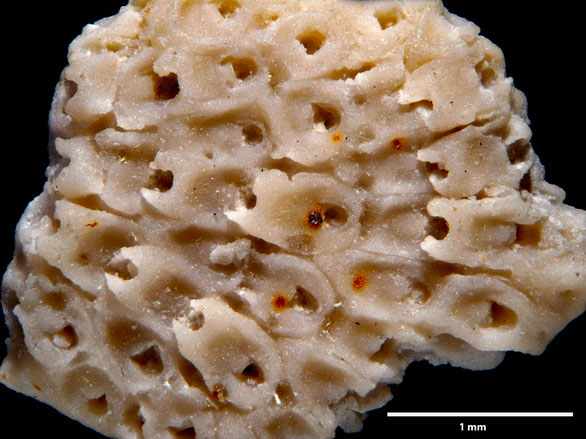 Bryozoa Art: Onychocella ovigera Brydone aus Bryozoen Sammlung Senckenberg Frankfurt,  