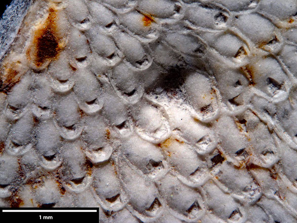 Bryozoa Art: Onychocella armata Voigt, 1924 aus Bryozoen Sammlung Senckenberg Frankfurt