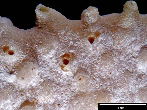 Bryozoa Art: Porina disticha Goldfuss 1826 aus Bryozoen Sammlung Senckenberg Frankfurt
