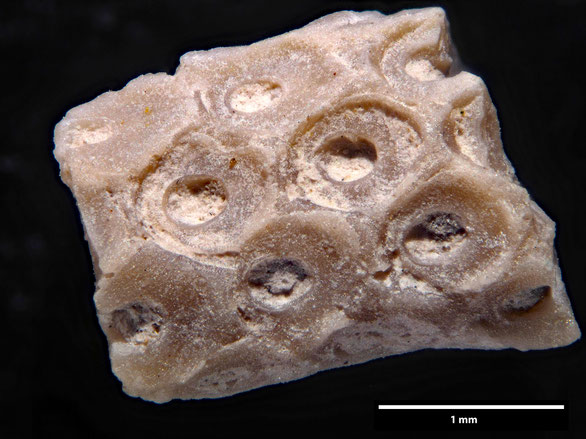 Bryozoa Art: Onychocella matrona Von Hagenow 1839 aus Bryozoen Sammlung Senckenberg Frankfurt