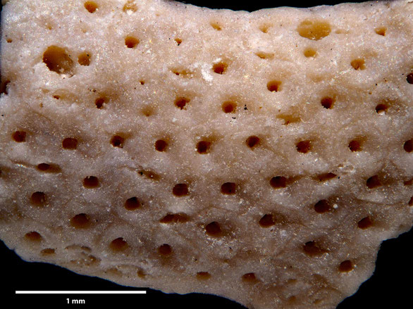 Bryozoa Art: Onychocella nysti (von Hagenow 1851) aus Bryozoen Sammlung Senckenberg Frankfurt