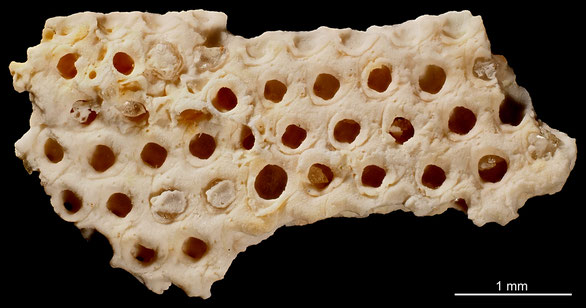 Bryozoa Art: Floridina membraniporoides Voigt 1987 aus Bryozoen Sammlung Senckenberg Frankfurt