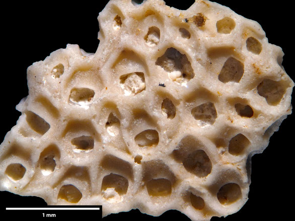 Bryozoa Art: Onychocella introversa Brydone 1936 aus Bryozoen Sammlung Senckenberg Frankfurt