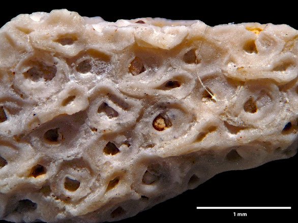 Bryozoa Art: Onychocella rimosa (Marsson 1887) aus Bryozoen Sammlung Senckenberg Frankfurt