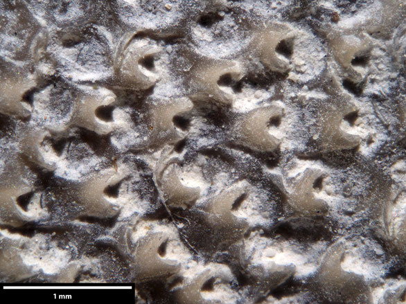 Bryozoa Art: Onychocella gibbosa (Marsson 1887) aus Bryozoen Sammlung Senckenberg Frankfurt