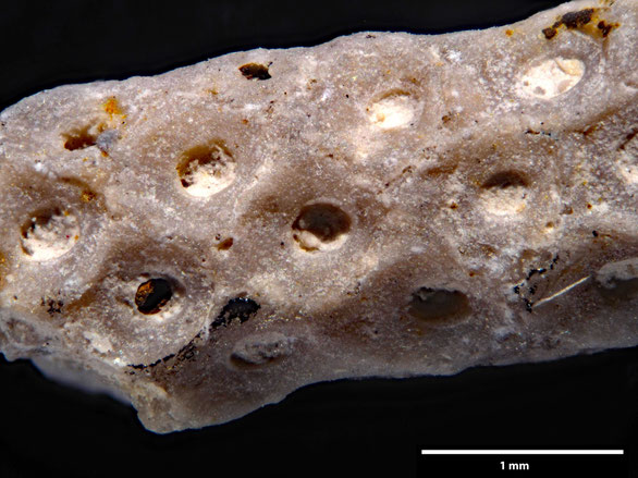 Bryozoa Art: Onychocella matrona Von Hagenow 1839 aus Bryozoen Sammlung Senckenberg Frankfurt