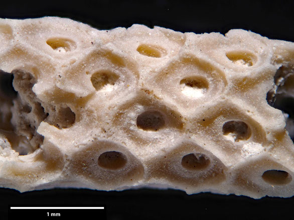Bryozoa Art: Onychocella matrona Von Hagenow 1839 aus Bryozoen Sammlung Senckenberg Frankfurt