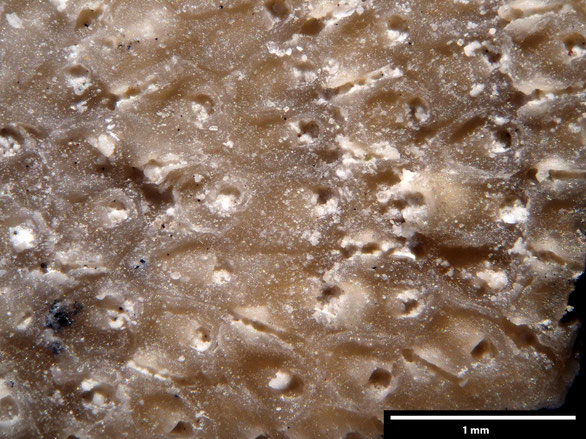 Bryozoa Art: Latereschara galeata (von Hagenow 1839) aus Bryozoen Sammlung Senckenberg Frankfurt