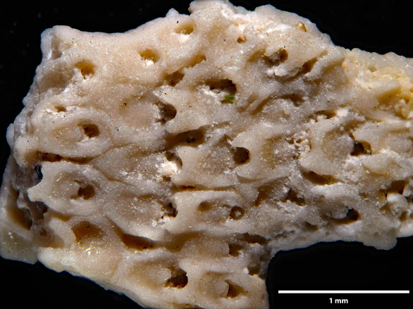 Bryozoa Art: Onychocella ovigera Brydone aus Bryozoen Sammlung Senckenberg Frankfurt,  