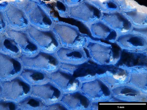 Bryozoa Art: Onychocella irrostratum (Brydone 1936) aus Bryozoen Sammlung Senckenberg Frankfurt