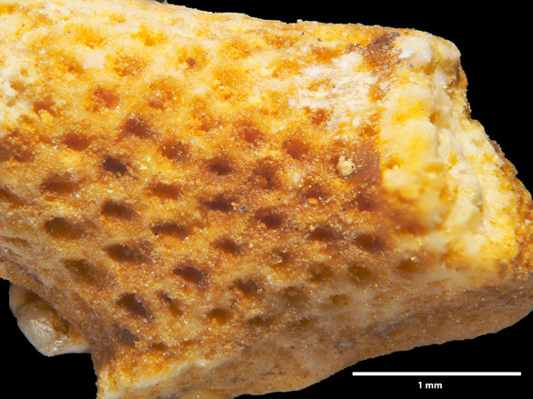 Bryozoa Art: Ceidmonea procera (Hamm 1881) aus Bryozoen Sammlung Senckenberg Frankfurt