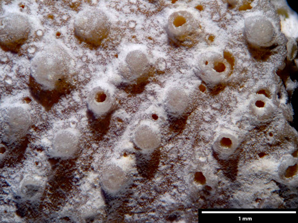 Bryozoa Art: Porina disticha Goldfuss 1826 aus Bryozoen Sammlung Senckenberg Frankfurt