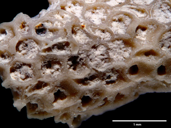 Bryozoa Art: Onychocella introversa Brydone 1936 aus Bryozoen Sammlung Senckenberg Frankfurt
