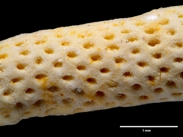 Bryozoa Art: Ceidmonea procera (Hamm 1881) aus Bryozoen Sammlung Senckenberg Frankfurt