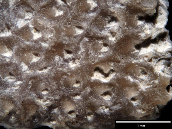 Bryozoa Art: Onychocella gibbosa (Marsson 1887) aus Bryozoen Sammlung Senckenberg Frankfurt