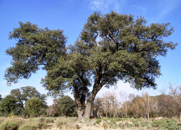 ENCINA DEL TRILLO