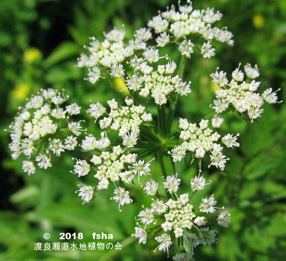 渡良瀬遊水地に生育しているセリの画像