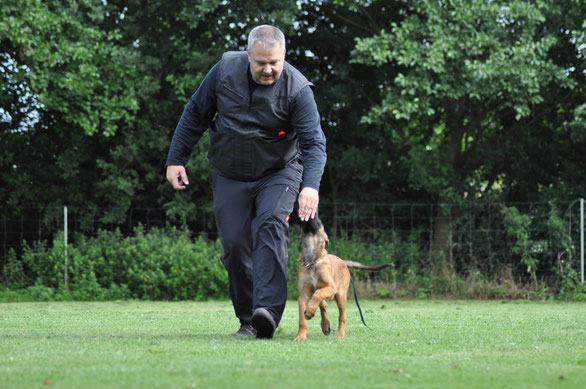 Familienhund Plus, Familienschutzhund, K9, K-9, Schutzhund ausgebildet