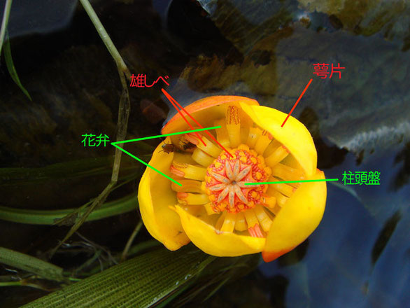 ナガレコウホネ　花の構造（萼片、花弁、雄しべ、柱頭盤）