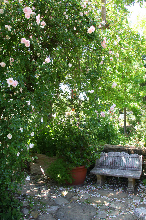 Bild: Ramblerrose im Jardin de l´Abbaye de Valsaintes, Simiane-la-Rotonde