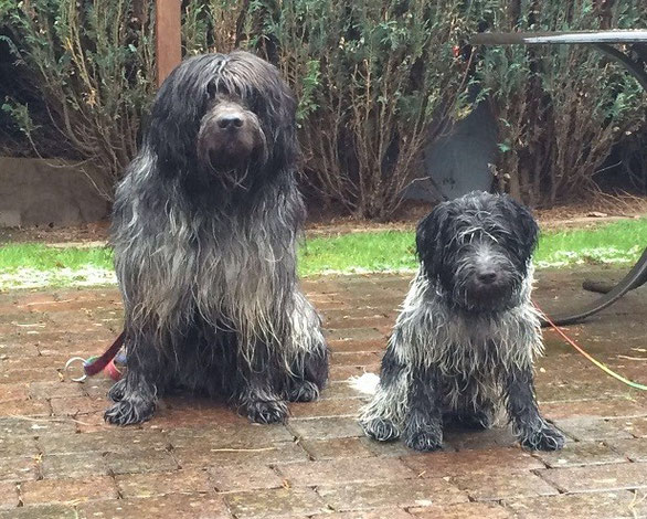 Rechts Bella von Walsede aus unserem B- Wurf mit Weggefährte Asco