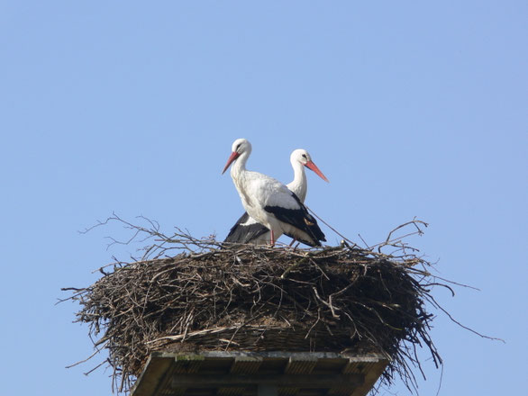 Hier folgt eine Bildunterschrift (Foto: H. Wolek)