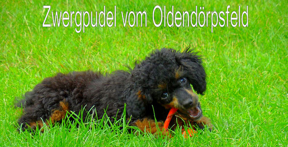 zwerg-pudels Webseite!