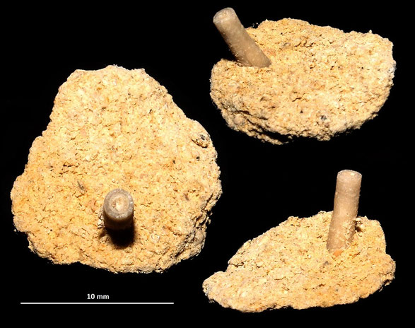 Ditrupa cornea, sabbie ad echinodermi, Tarquinia (VT)