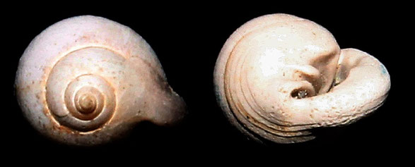 Ringicula cfr. buccinea, Vignola (MO)