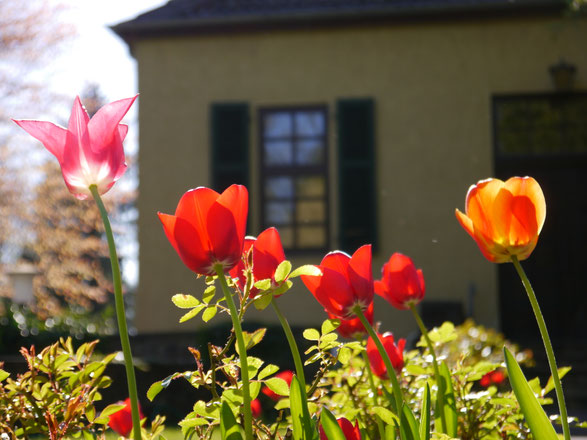 Ostertage 2020: Die ersten beim Gartenwochenende im Herbst gesetzten Tulpen erblühen