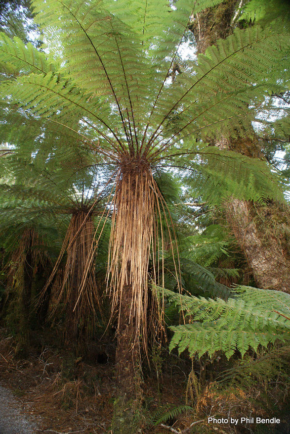 Katote/Soft tree fern with characteristic skirt of dead sralks (stipes) bot not fronds (Terrain/Phil Bendle)