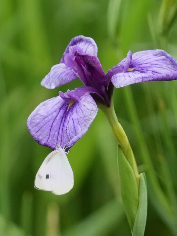 馬場花木園にて (村井信二撮影）