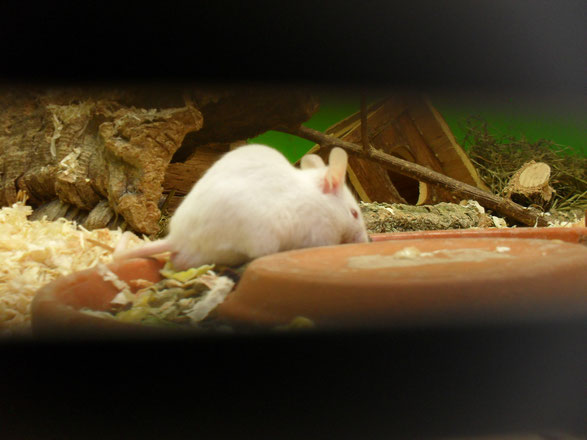 Eine Maus kostet in einem Zoofachgeschäft nicht mehr als 2€, und diese 2€ müssen die Kosten von Zucht, Fütter, Transport, Unterbringung und Co. decken. Unter welchen Bedingungen lebt dieses Tier dann, wenn all das mit 2€ bezahlt ist?