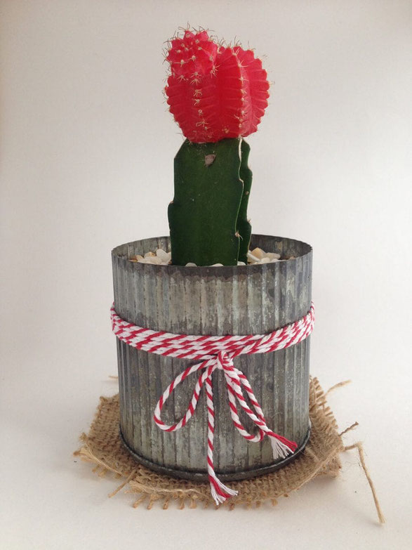 Cactus photographié dans une boîte à lumière avec un iPhone