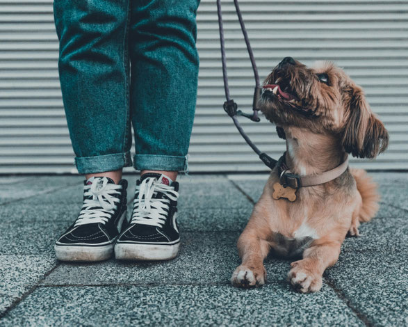 Hund orientiert sich aufmerksam an seinem Menschen im Alltag.