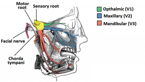 branches of the trigeminal nerve, ophtalmic, maxillary, and mandibular